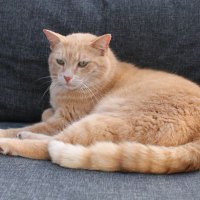 Onypie (@honeypieone) 's Twitter Profile