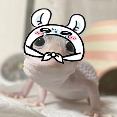 レオパと暮らす夢が叶った🤦‍♀️🌸のりたま❁エクリプス🦎ほしぞら❁ファスキオラータス🦎ミルクティー❁プラチナ🦎シュワちゃん❁ギャラクシー🦎初心者ですがよろしくお願いします😊