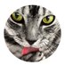 Exotic Bengals of San Diego (@exoticbengalsd) Twitter profile photo Exotic Bengals of San Diego (@exoticbengalsd) Twitter profile photo