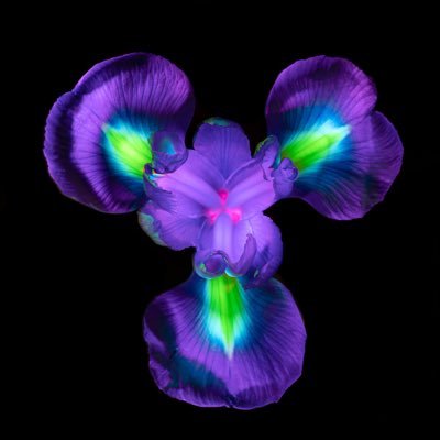 I use light and a camera to capture vibrant photographs with no AI or post-processing. Sharing my art and reflections on life and the universe.