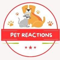 Pet Reaction(@PetReactio65197) 's Twitter Profile Photo