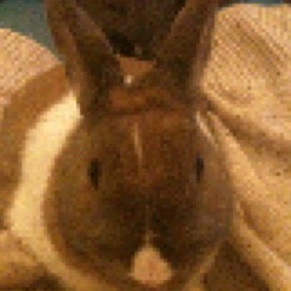 GingerBunny2's profile picture. Hewow, my name Ginger and I am a house bunny. My favouwite things to do are jumping on cardboard boxes and doing binks.