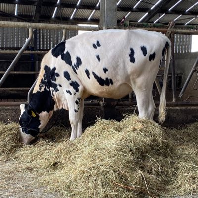 Pedigree Holstein Friesian herd in Kerry