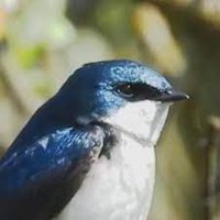 TheRealPomax (@therealpomax) 's Twitter Profile