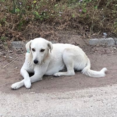 zempetrichor's profile picture. 