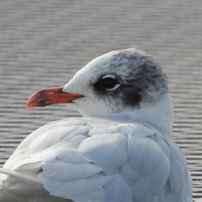 Birding around the Glasgow area and beyond. Keen ring-reader.