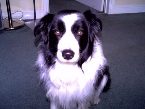 sillverback's profile picture. 