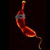 Brun Lab (@brunlabcaulo) Twitter profile photo Brun Lab (@brunlabcaulo) Twitter profile photo