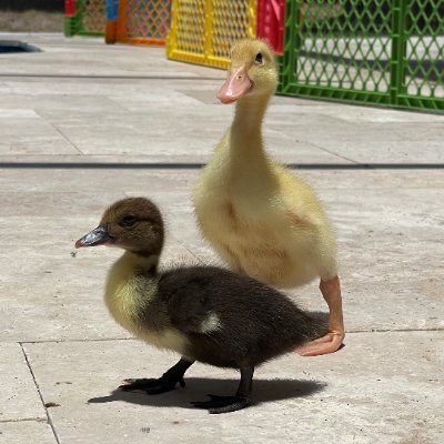 Rest in peas, Wiggles. Wiggles is a Pekin Duck who loves peas, and her sister, Waddles. They have been best friends for two whole years, and still are.