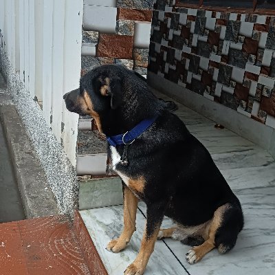 Alok67368266's profile picture. 