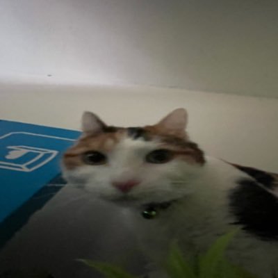 mfau__'s profile picture. 