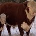 Eastonbeef (@eastonbeef25460) Twitter profile photo Eastonbeef (@eastonbeef25460) Twitter profile photo