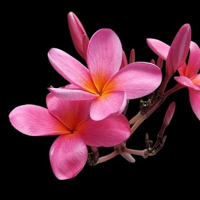 PinkPlumeriaFL's profile picture. Living in paradise here in Florida