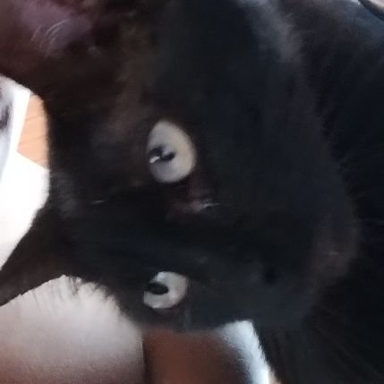 rkzinhosilvax's profile picture. 