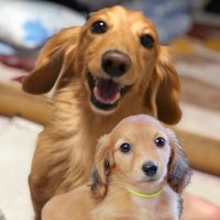 カニンヘンダックス ジャックと蓮の家 (@gabugabujack321) 's Twitter Profile