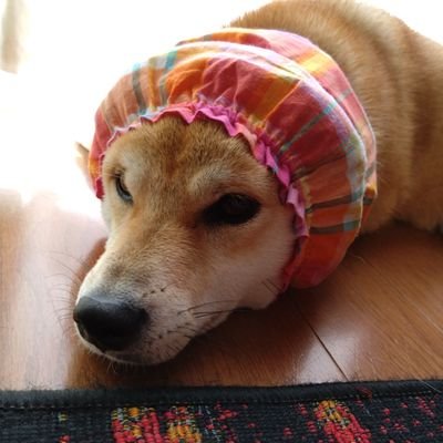 映画垢のおまです。以前は犬の名はおまつという名でやっていました!🐦
雑食なのでなんでも観ます🌱🪓🕺すぐ映画の名言に痺れて影響されるタイプなので気にしないでください。たまに柴犬登場しますがその時は一緒に癒やされてください。最近はTSUTAYA愛が再熱してます🔥#映画好きと繋がりたい