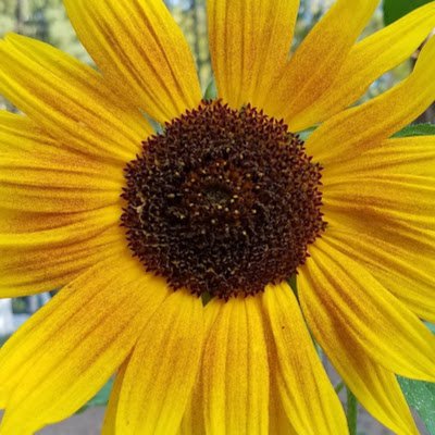 dapple2777's profile picture. 