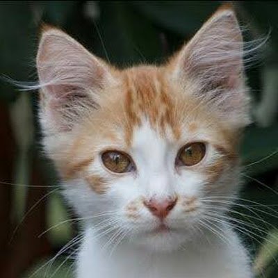 SounJyoti95498's profile picture. 