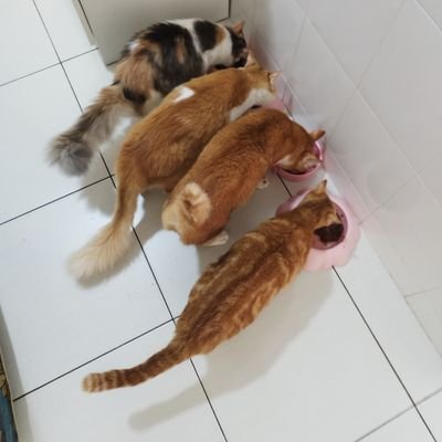 Cats 🐈 Gardening 🌱 Cooking 🍲

Ginger, Simba, Ollie, Mochi💞