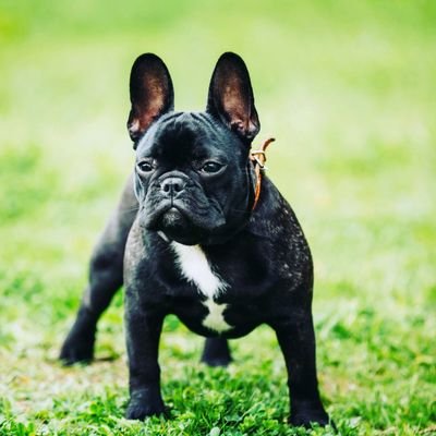 welcome to the french bulldog love this 🥰
then follow us!! french bulldog fans please follow this page!!