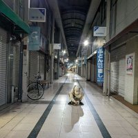 たらお (@taraodesuyone) 's Twitter Profile