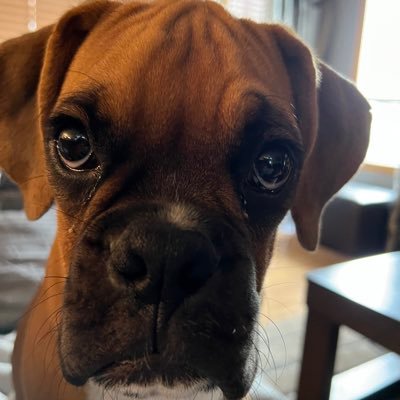 PipedreamsShawn's profile picture. 