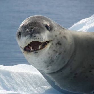 leopardseal2's profile picture. 細けぇことは置いときましょう