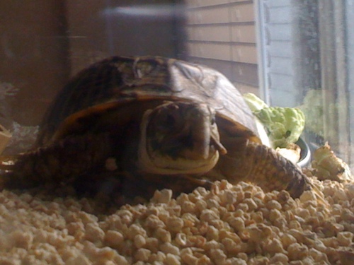 Jeff_TheTurtle's profile picture. I'm a turtle, that is all