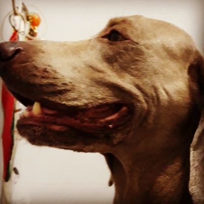 gangel1904's profile picture. 