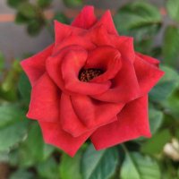 꽃카라(🌷🌷🌷) (@nsm1009v) 's Twitter Profile Photo