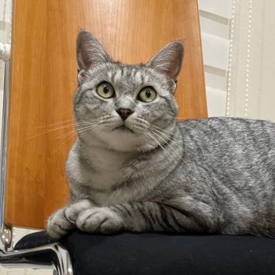 aoi__TU_n's profile picture. 東海|医|看 1CMT 剣道