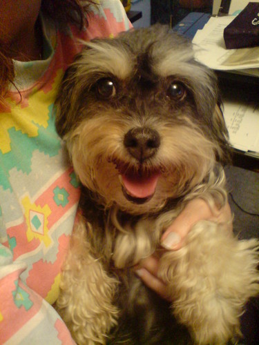 Hadadeperros's profile picture. 