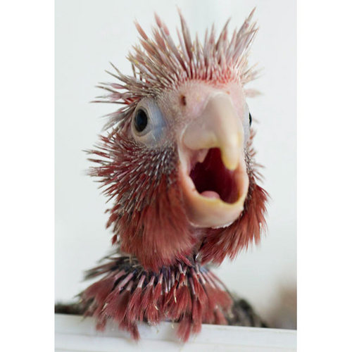 FidgetyParrot's profile picture. I was born in a huge red oak now i live in a lil bush.
