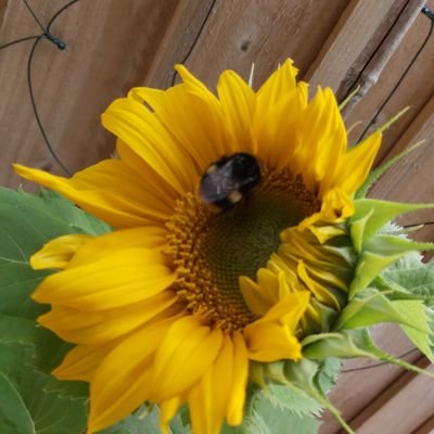 rhiant123's profile picture. 