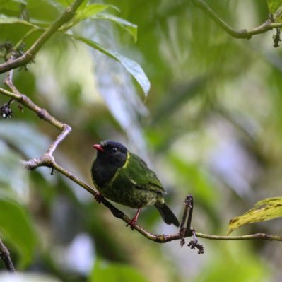 dvdh020's profile picture. • Mostly Birds and some dark humor.                                           • Based in Amsterdam, Holland