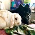 Pom and Bun Mom 💜 (@secretsquirrel_) Twitter profile photo Pom and Bun Mom 💜 (@secretsquirrel_) Twitter profile photo