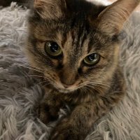 干芋 (@handsofcreambun) 's Twitter Profile