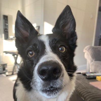 I’m Daisy, a loopy 12 year old border collie. I may be 12 but I’ve got the energy of a 6 year old 🐾🦴