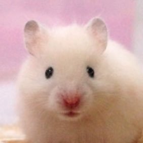 구스さんのプロフィール画像