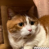 KATAOKA Genichi (@katax) 's Twitter Profile