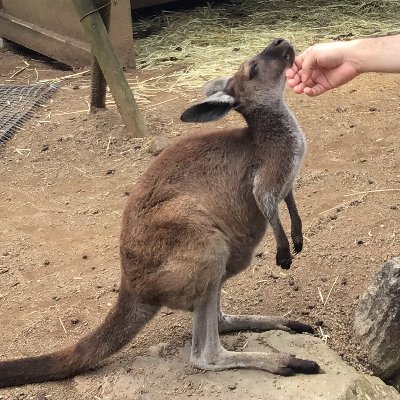 動物好き
ゴジラ、怪獣好き