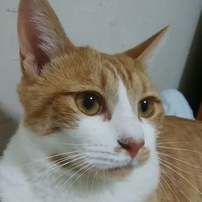 むぎごはん。さんのプロフィール画像