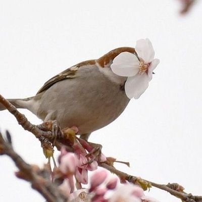 Emberiza_sp's profile picture. 尕㙯甫羅 소예보라 촉새

한복이나 한과...등 전통에 관심 많아요!! 뜨개질 좋아함
+++ 요즘 원석이랑 나석 흥미!!!!!!있음!!!!!!