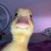 🦆 (@honeysuckieee) Twitter profile photo 🦆 (@honeysuckieee) Twitter profile photo