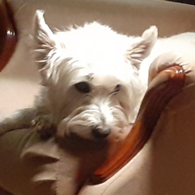 Writer, publisher, researcher, historian. Dislikes party political rhetoric of any hue.  @islaythewestie@mstdn.social