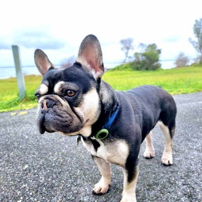 Dragonitesss's profile picture. Hi, My Name Is Dragon I'm A Pure Bread Tri Colour Male French Bull Dog With My Balls In Tact. 
$BALDO Raider
Official Telegram: https://t.co/sFIlxbHa8u