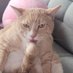 🍑NALA🍑 (@fragilecatnala) Twitter profile photo 🍑NALA🍑 (@fragilecatnala) Twitter profile photo