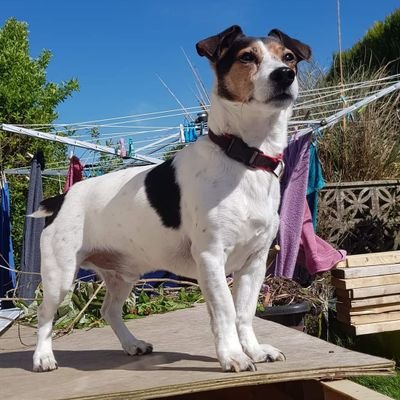 NotWhatIBelieve's profile picture. Democracy is freedom to choose & even if you don't agree with Trump he was elected, though I disagree with him many USA citizens do.
#StandWithUkraine