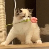 ami (@nail_ganbaru) Twitter profile photo