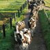 Rachael Porter (@cowmanagement) Twitter profile photo Rachael Porter (@cowmanagement) Twitter profile photo
